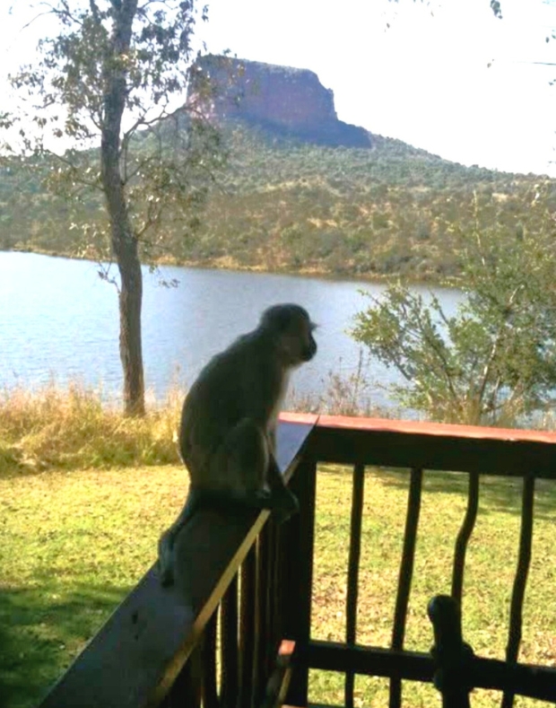 Monkey on railing